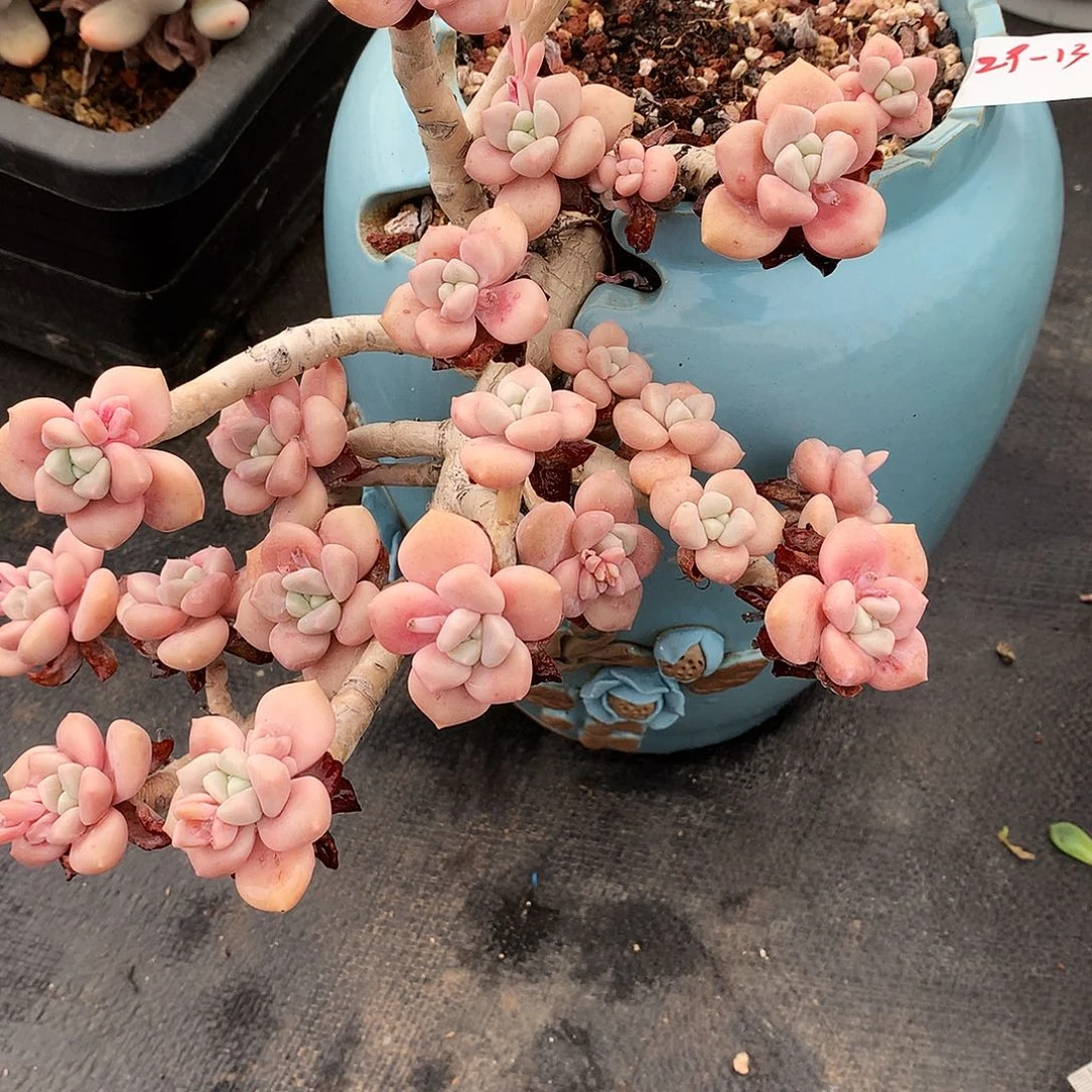 克洛伊一物一拍29.13