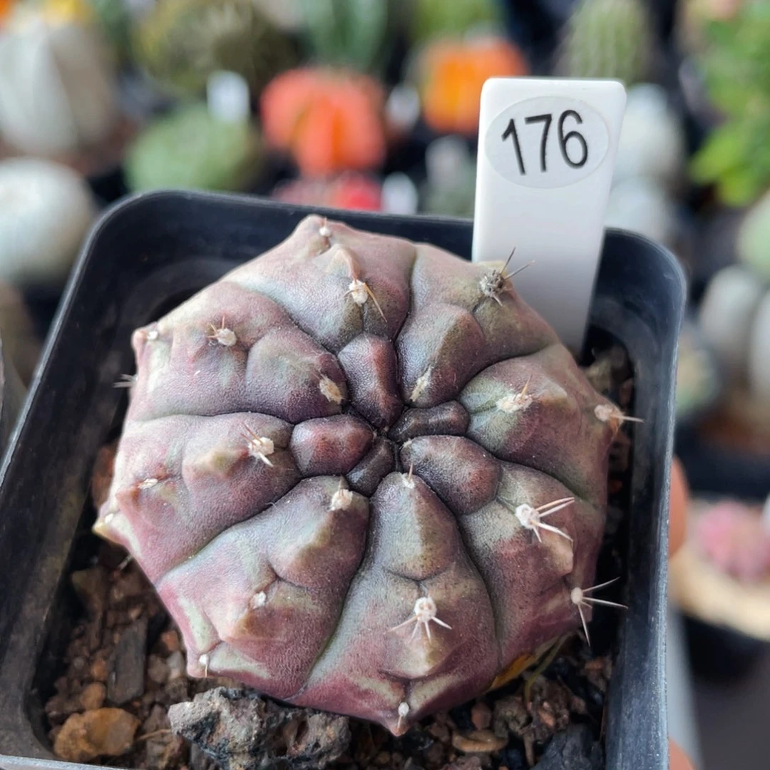 仙人球满28包邮盆口径5公分梦想4.5公分