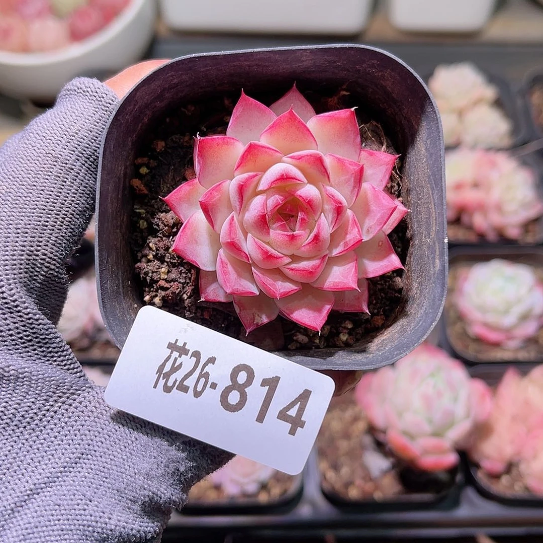 花26-814女王单头