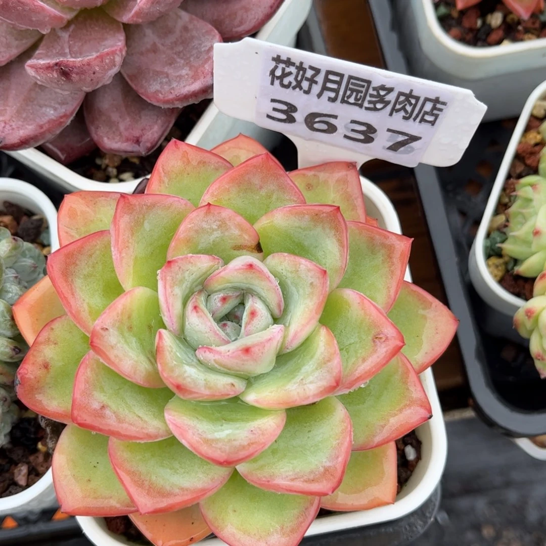 多肉植物3637 一定要拍个冷链哦