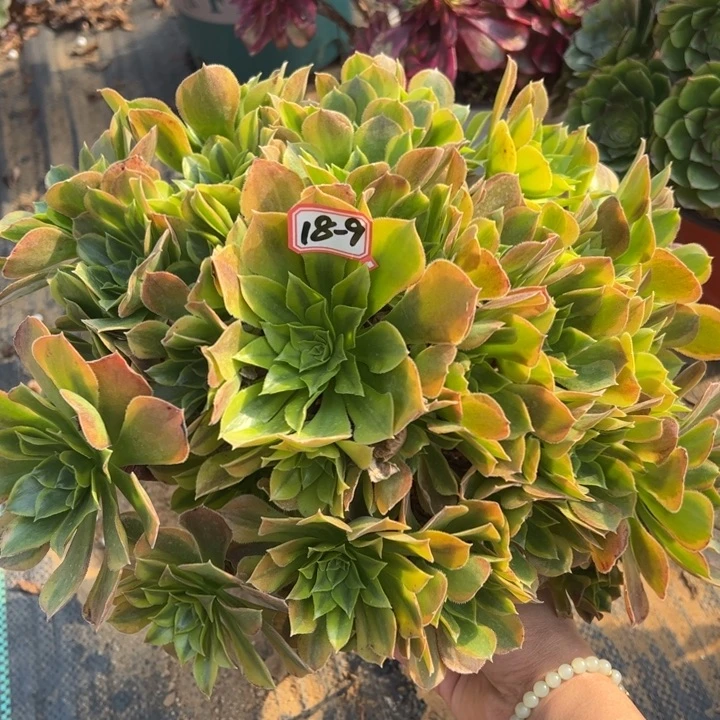 青萌多肉植物18-9