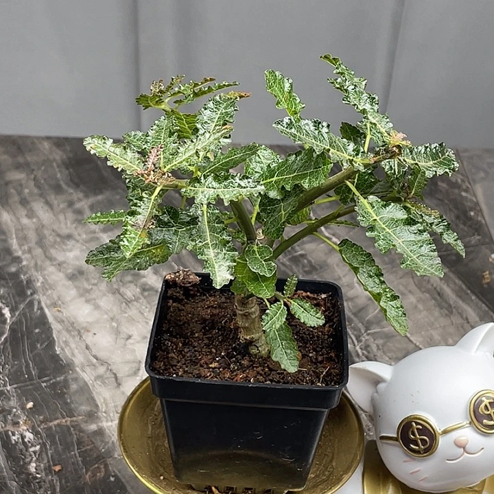 娜娜乳香橄榄2.1公分的肚子