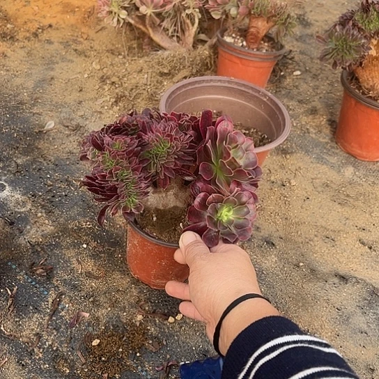 月****任意两单或者28包邮，冠幅15.6左右