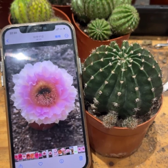 露露粉棠7-8公分左右