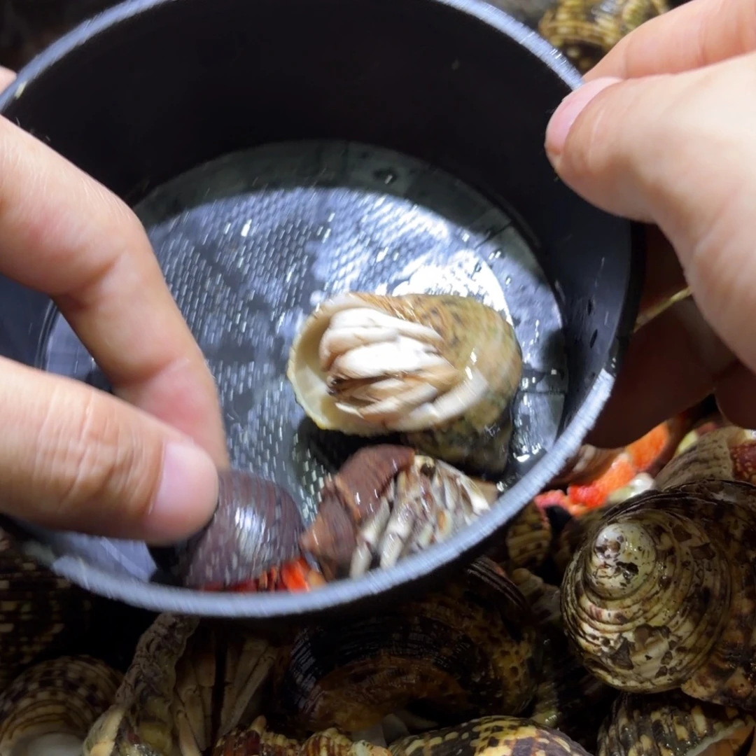 活体出售 不退不换 18