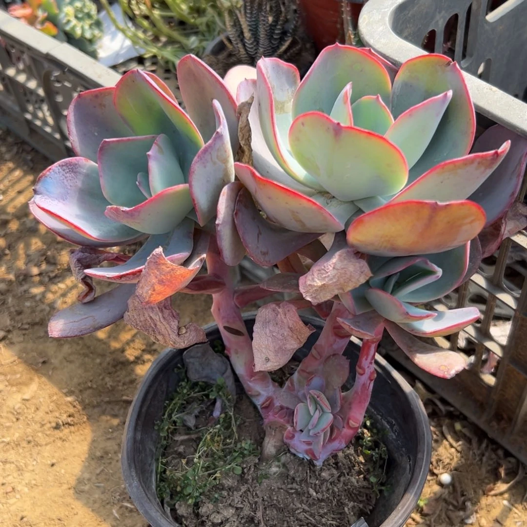 多肉植物布鲁克林蓝群无砍