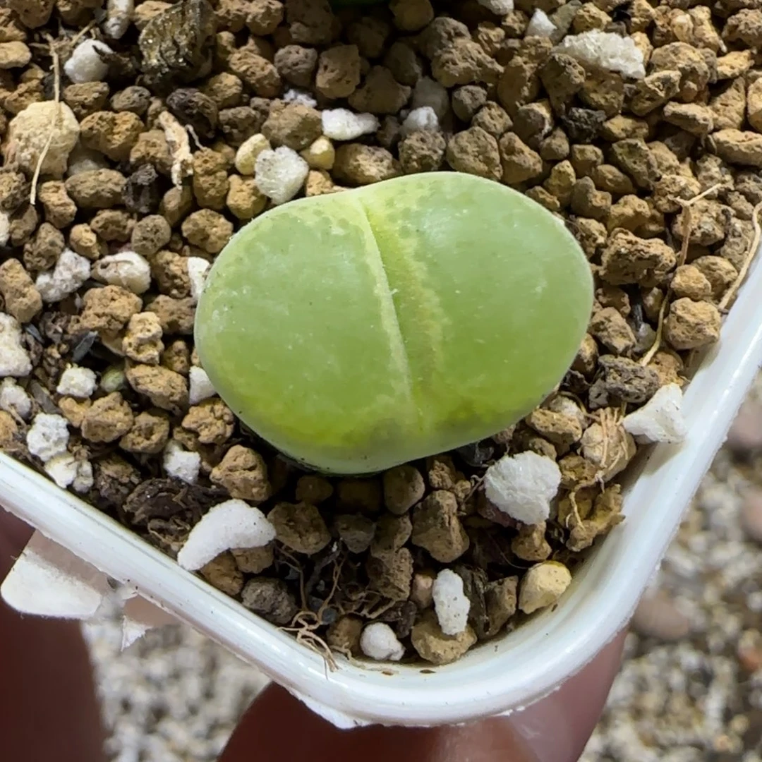 12.17。   风铃。     2003