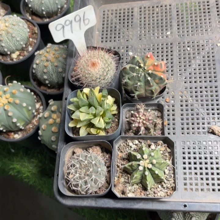 9996六个大福利好养