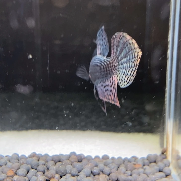 斗鱼泰国斗鱼140号