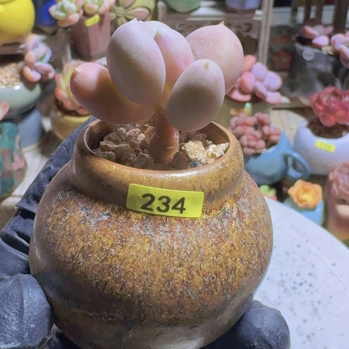 一物一拍编号234