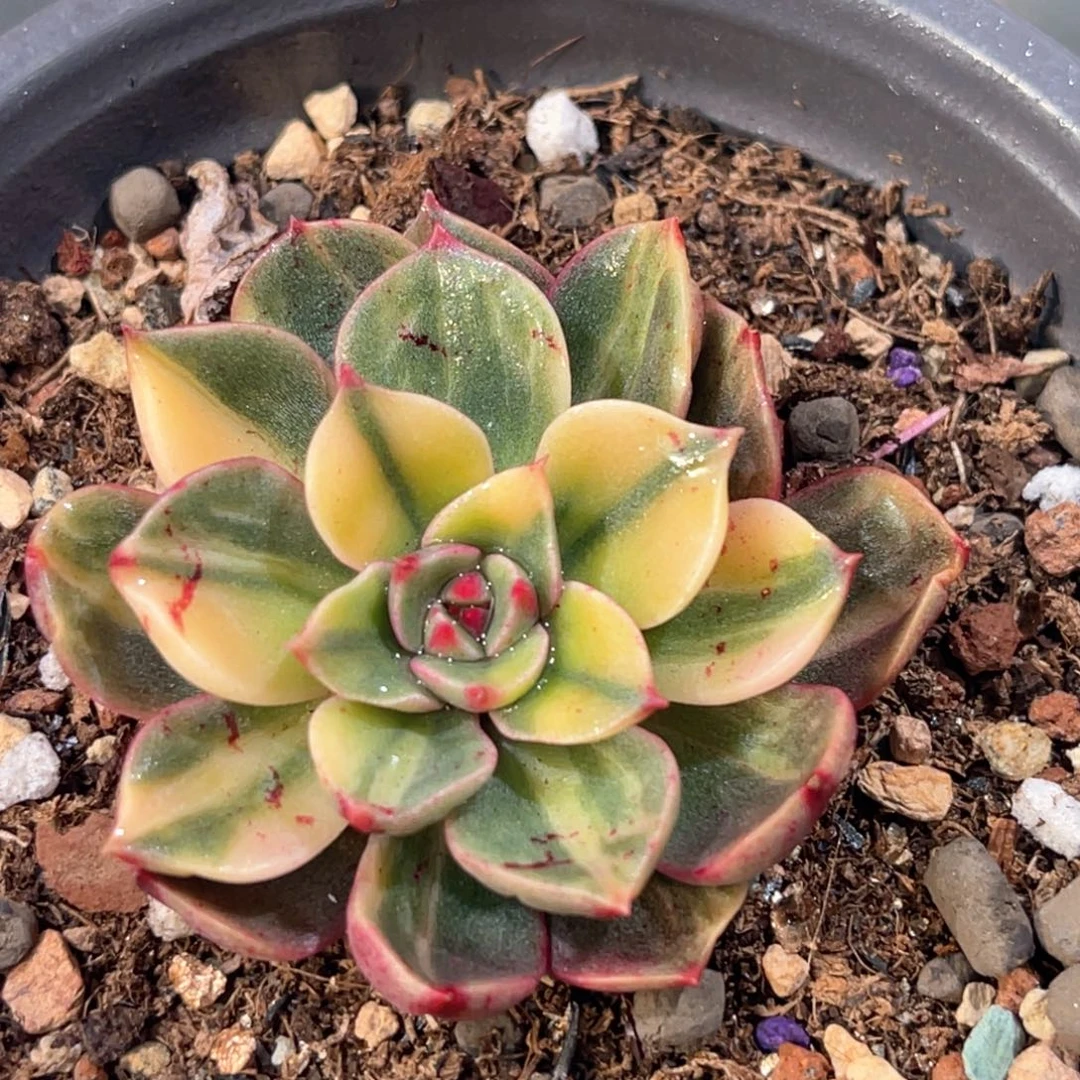 多肉植物开播福利锦6892