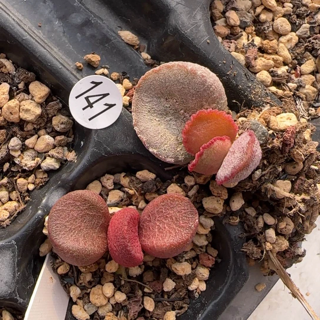 水泡组合多肉植物141