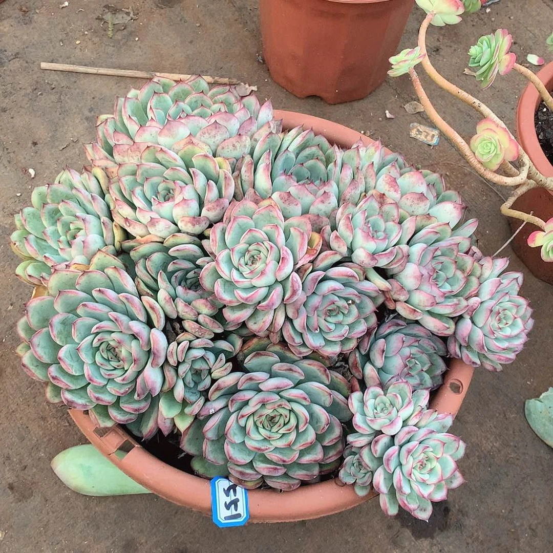 551荷花一物一拍多肉