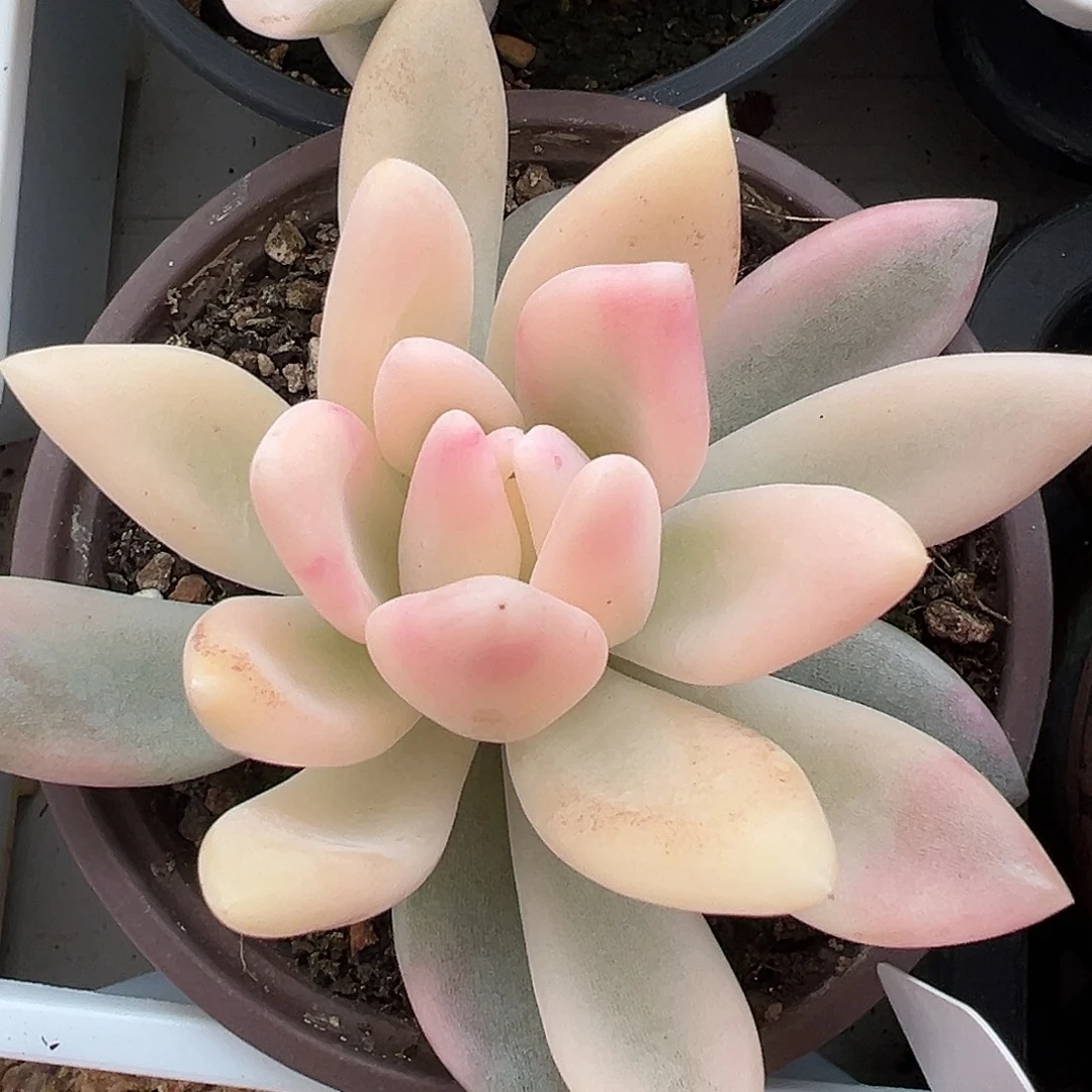 满38包邮昂斯诺锦