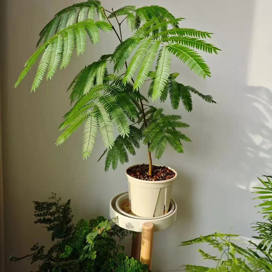 【蜜叶猴耳环】进口大球网红热值耐阴观叶绿植盆栽