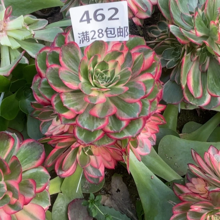 462三号棚黑膜锦多肉