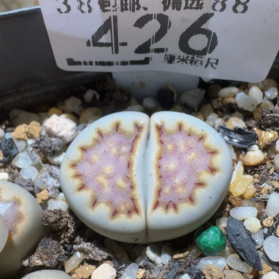 Ssss精品生石花426蓝紫
