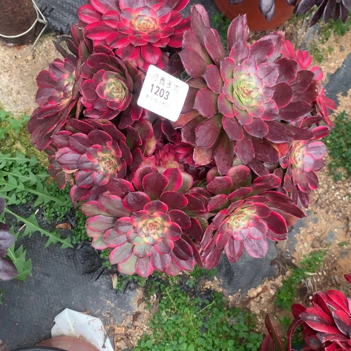 1203红金刚多肉植物