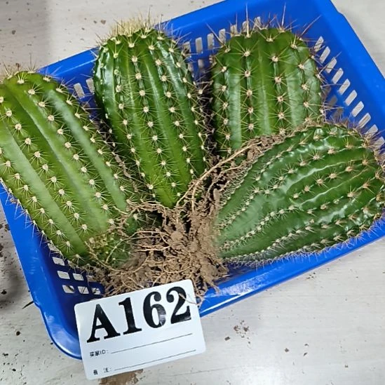 当前无花栽培后可以开花a162