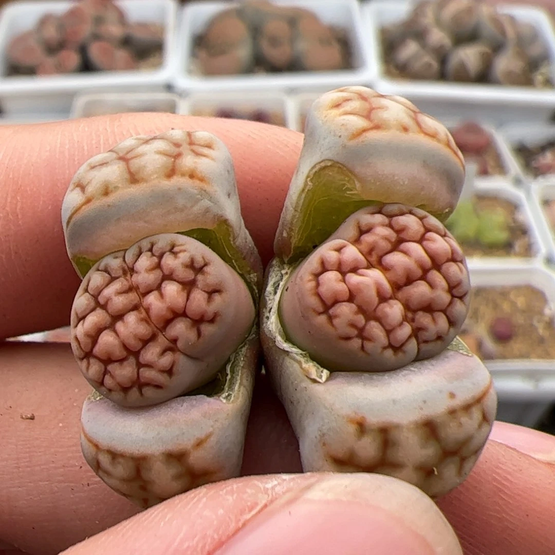 0290号红脑花 多肉植物