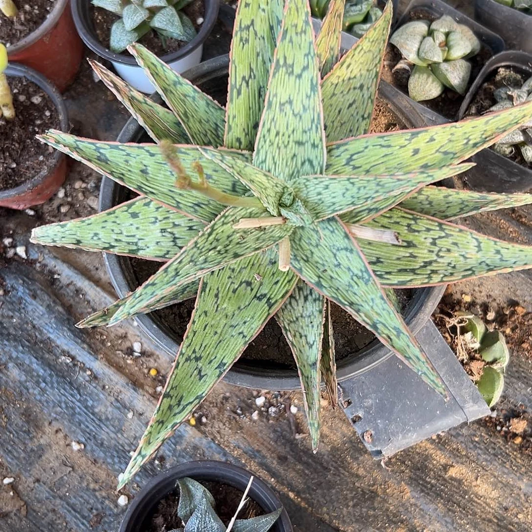 多肉植物圣诞芦荟