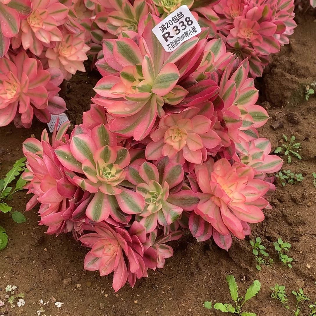 338女巫多肉法师锦老桩有砍