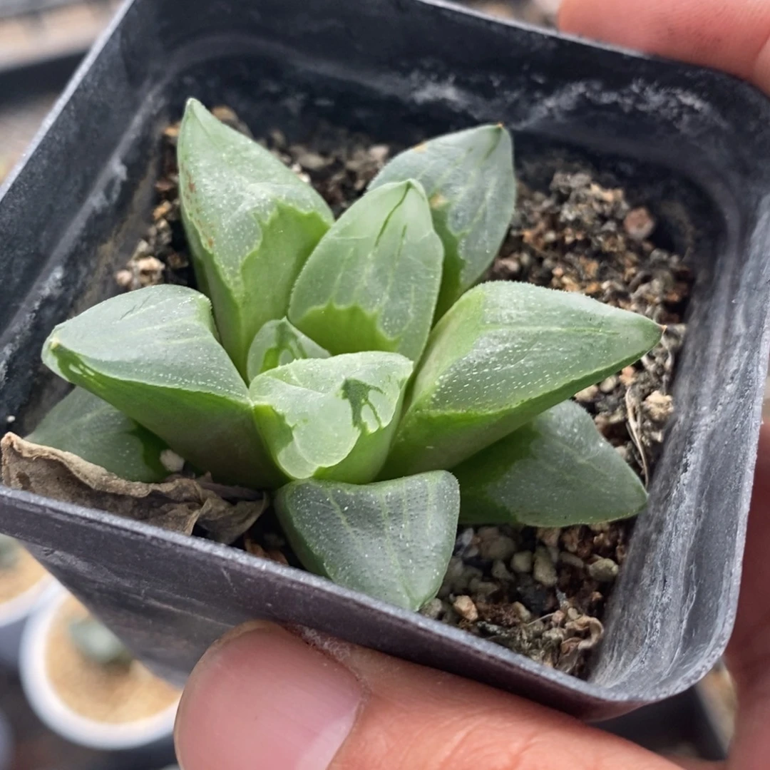 冰城三颗一组 整点福利