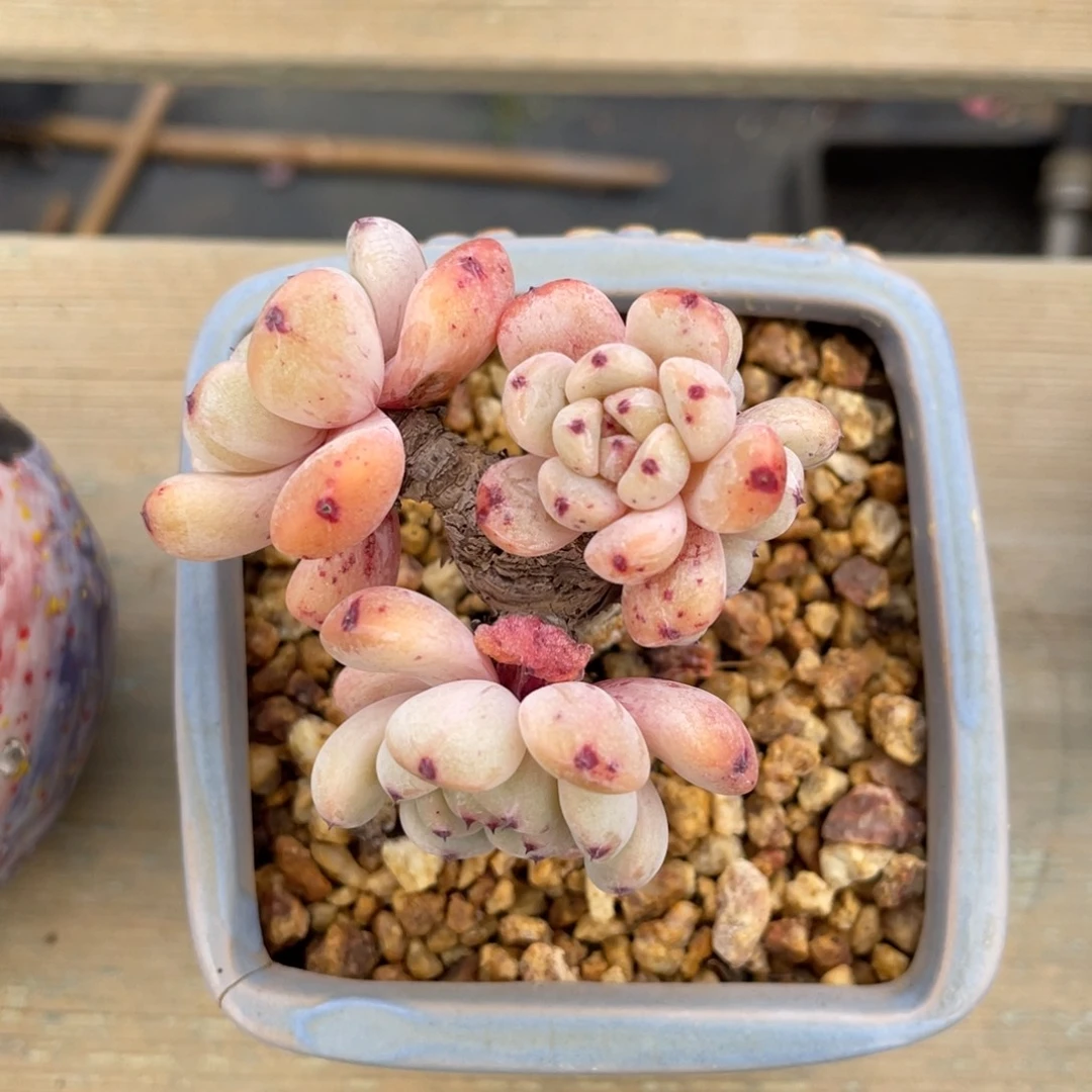 丸叶比安特雪爪群