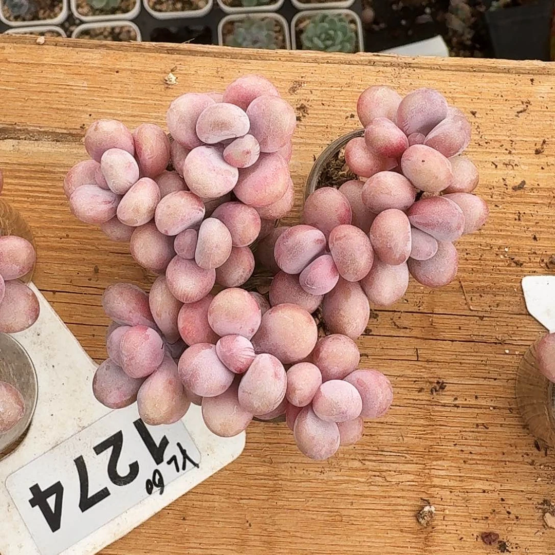 金*花金银花专拍3颗腰子蛋