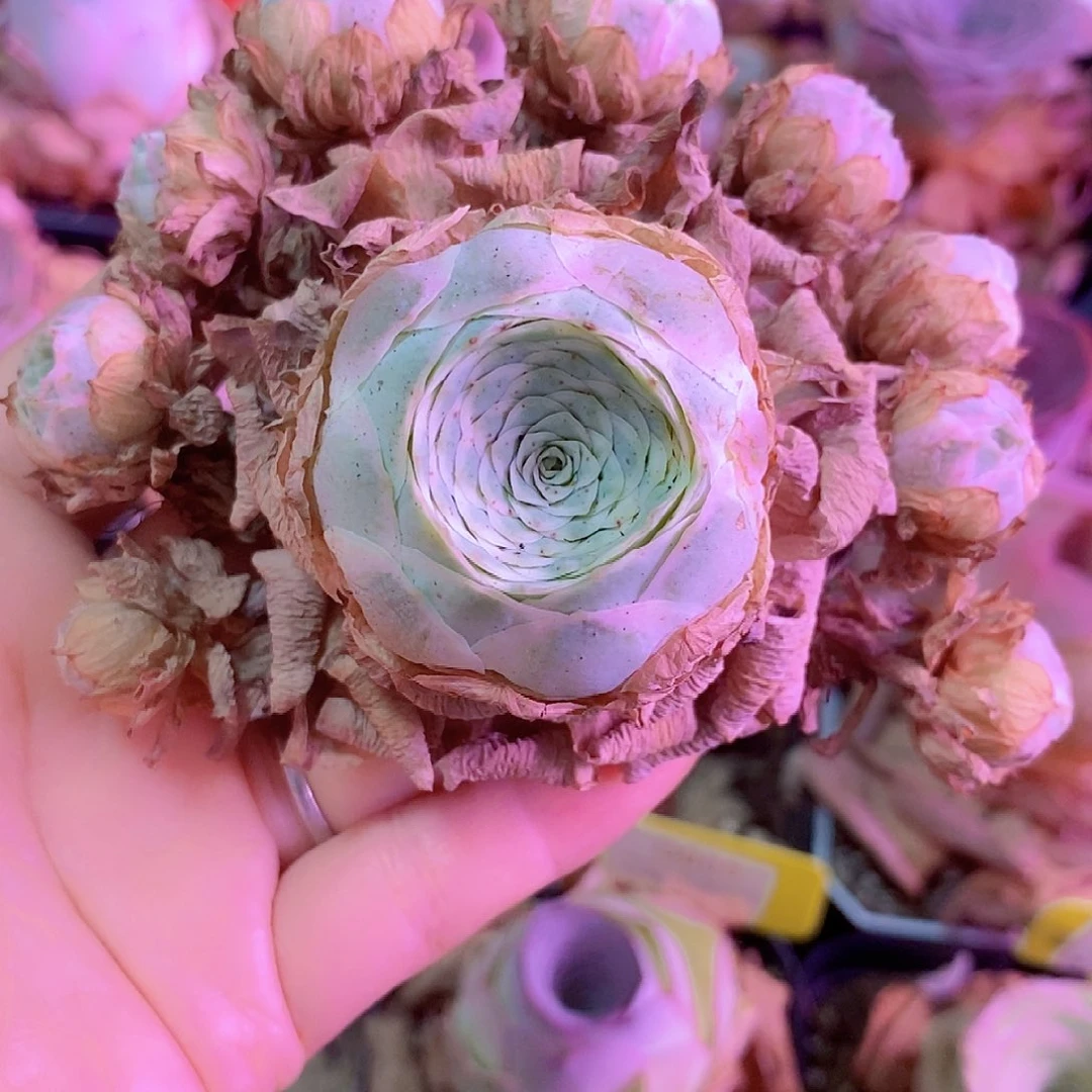 秋夕一物一拍006jjj