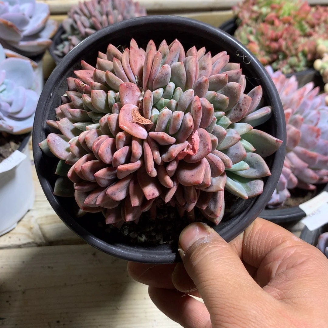 6562爱丽儿缀化一颗11厘米