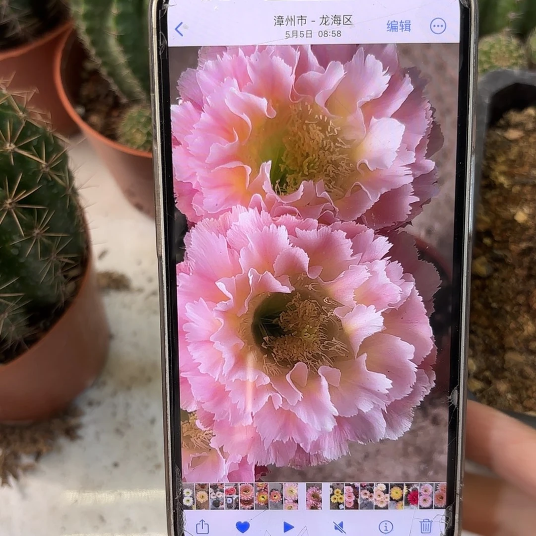 彩草颜如玉8公分左右