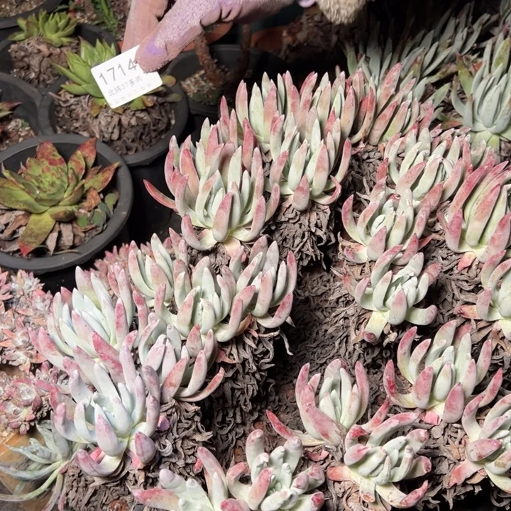 牛*1714哈哈哈哈哈哈哈哈