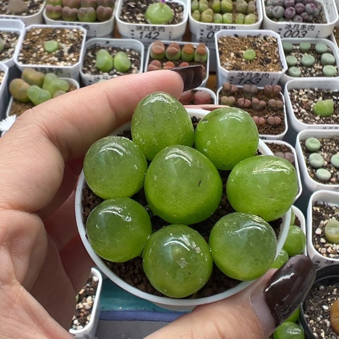 173灯泡八颗裸根发货
