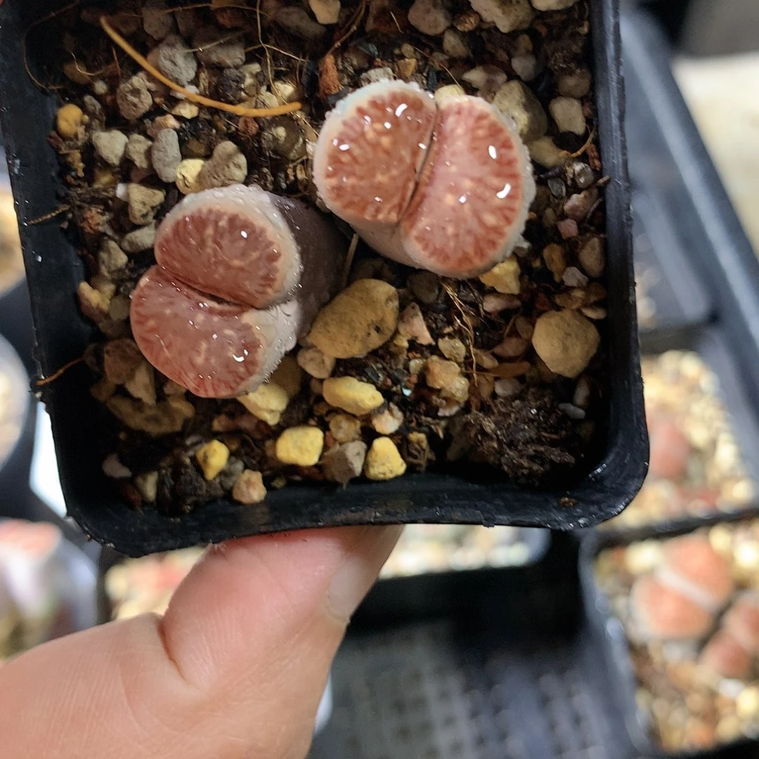 W33多肉植物保护