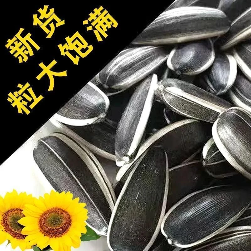 【内蒙古】新鲜精品363生货大颗粒