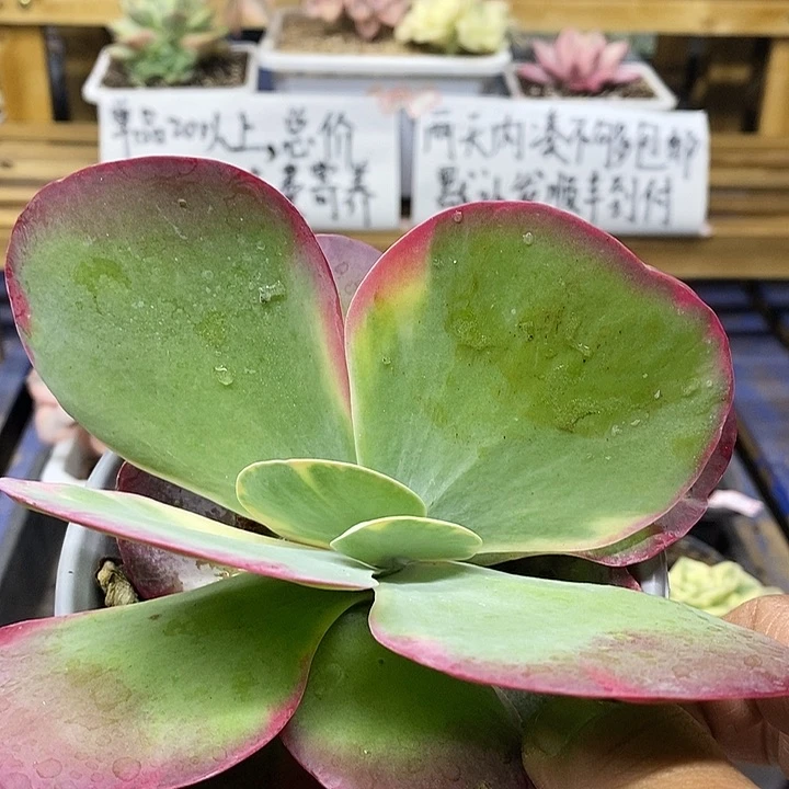 05235 唐印锦多肉