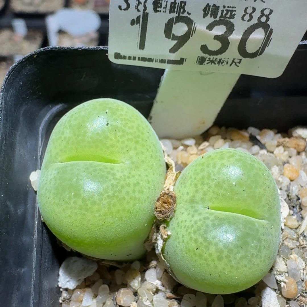 zzzz精品生石花肉锥1930