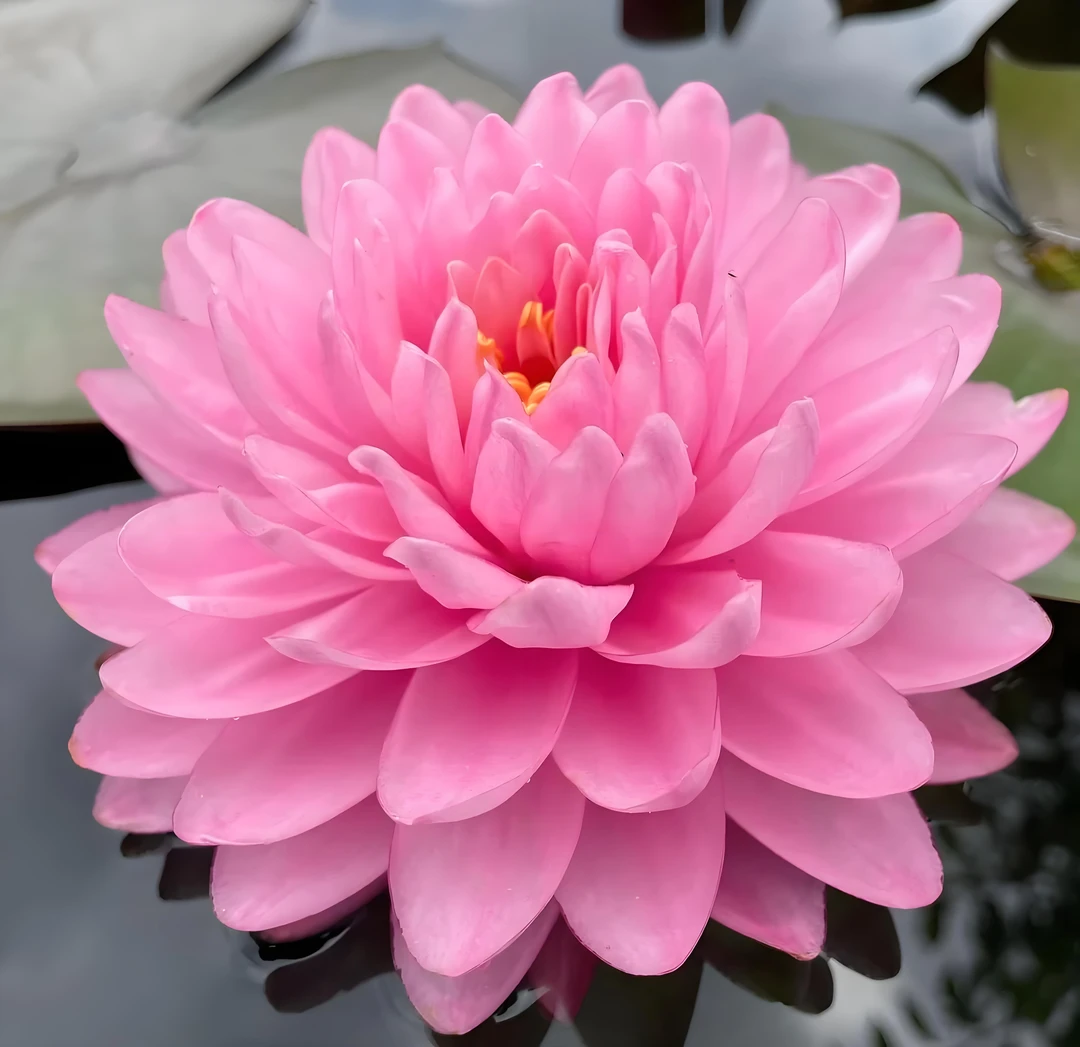 粉蓬蓬 莲花种茎进口睡莲根块水生植物花卉庭院别墅水池