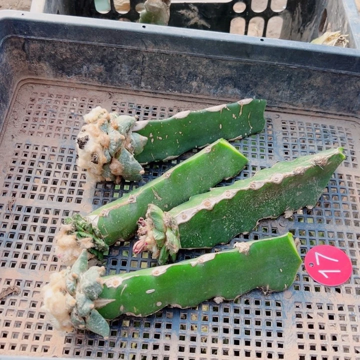 仙人球嫁接开花一筐17