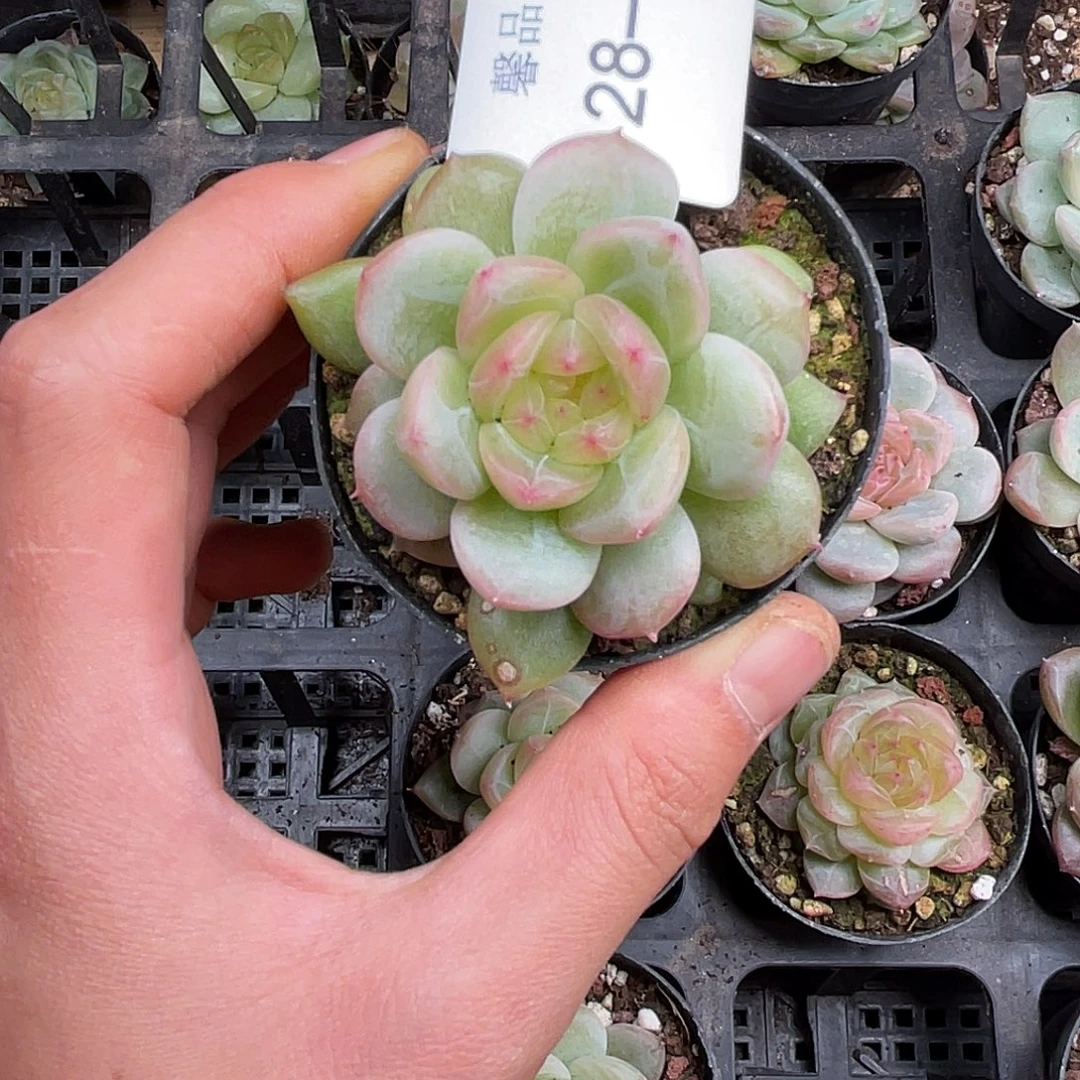 多肉一物一拍28-63