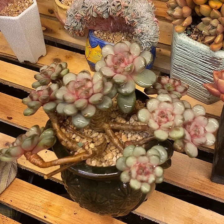 多肉植物肉肉植物