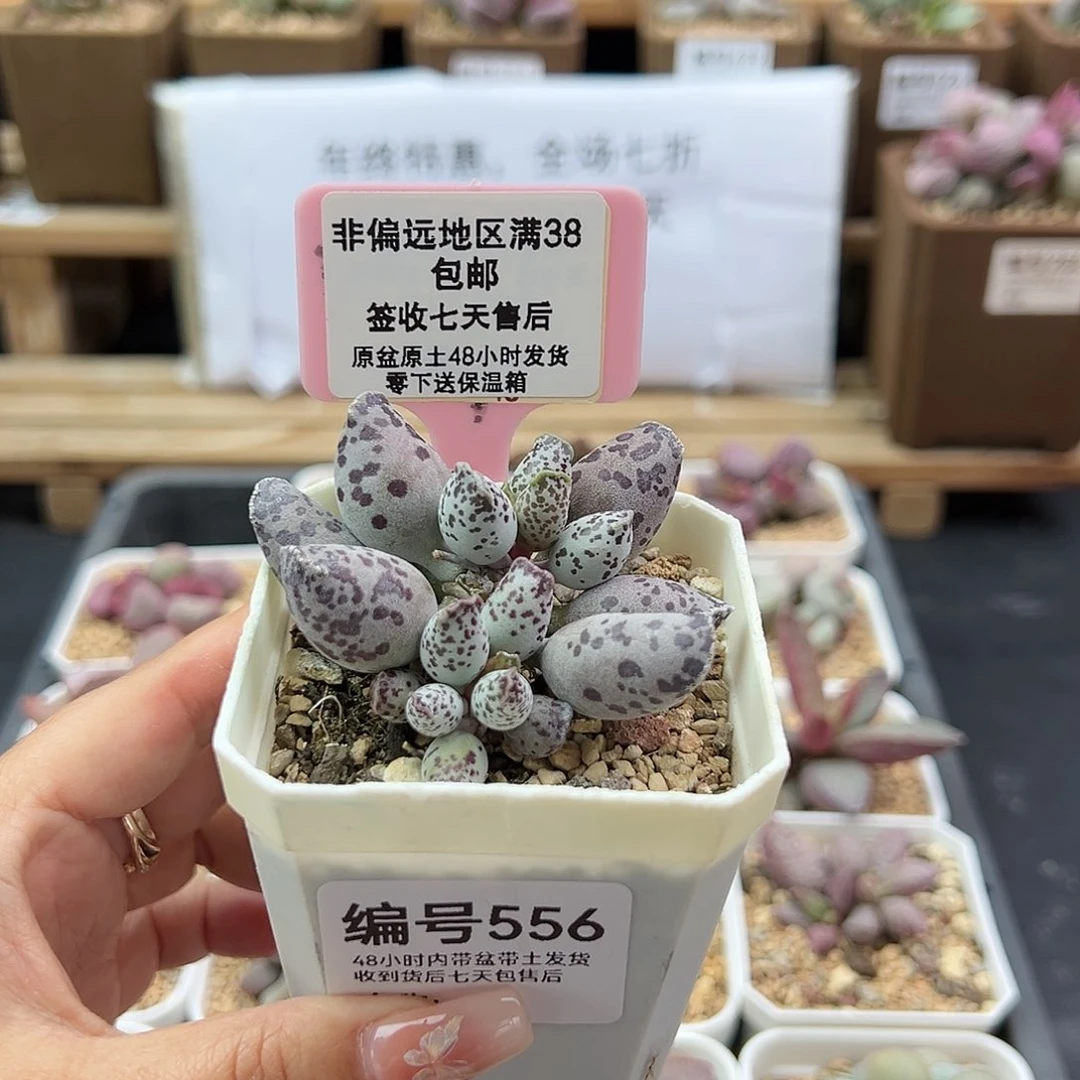 c****m556特白肌海豹多肉植物