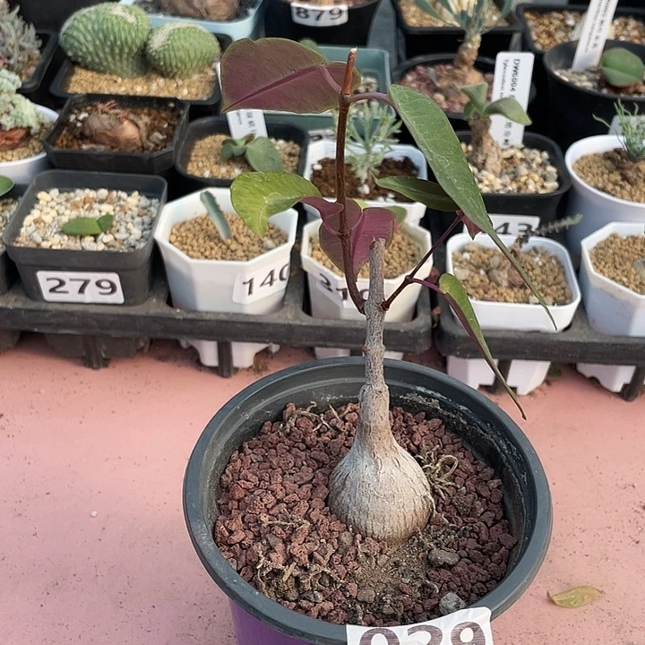 029紫背箩魔块根，