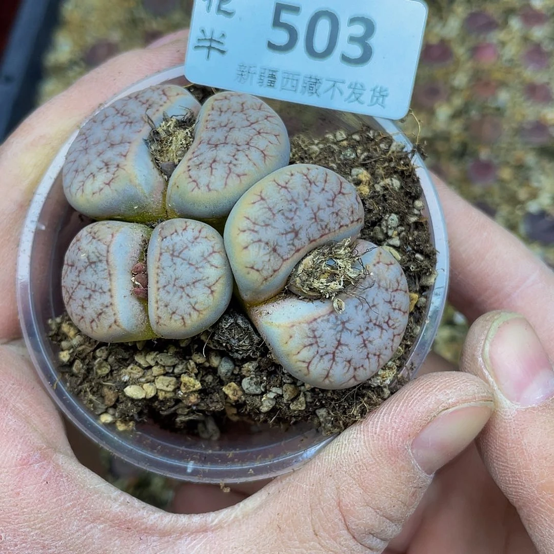 5030000怪他花路啊花花