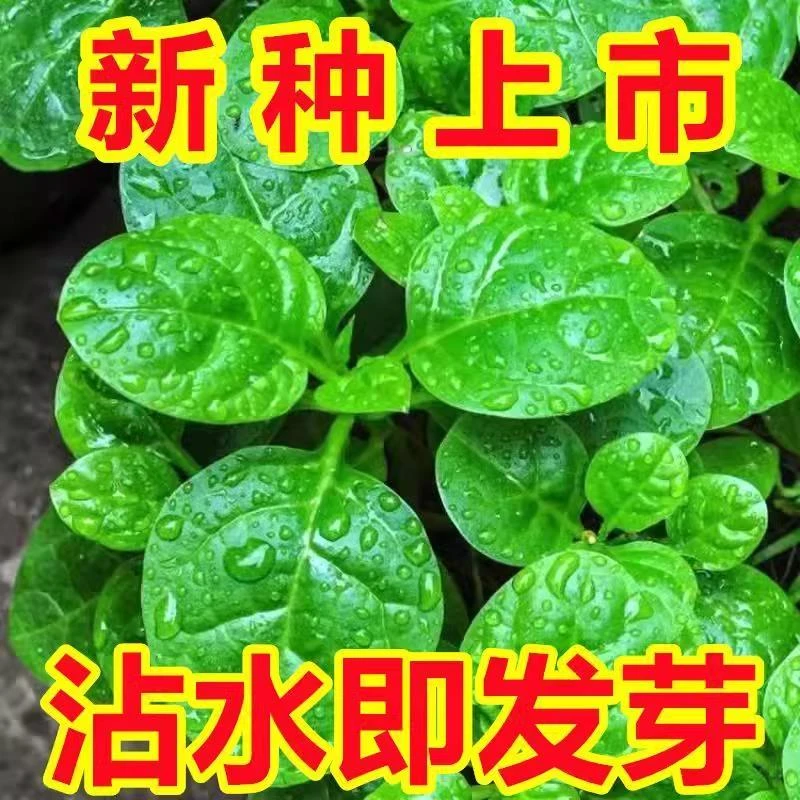 【摘完又长】大叶木耳菜种子肉厚夏天耐高温种植四季蔬菜种籽