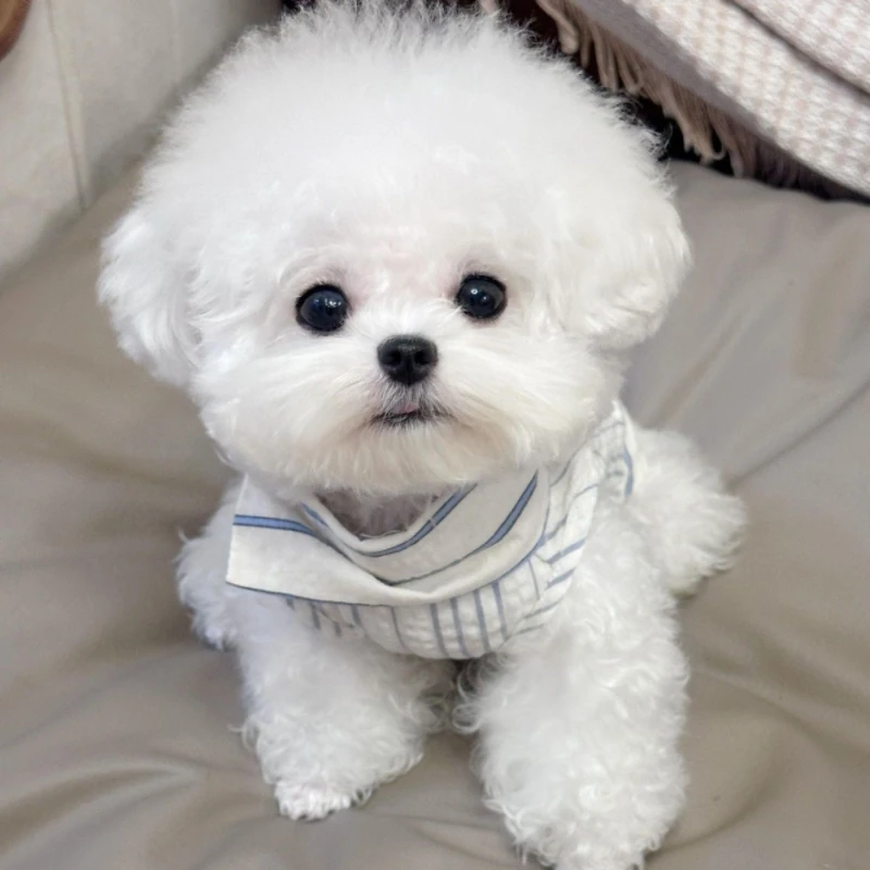 小型犬博美比熊泰迪宠物狗可爱幼宠