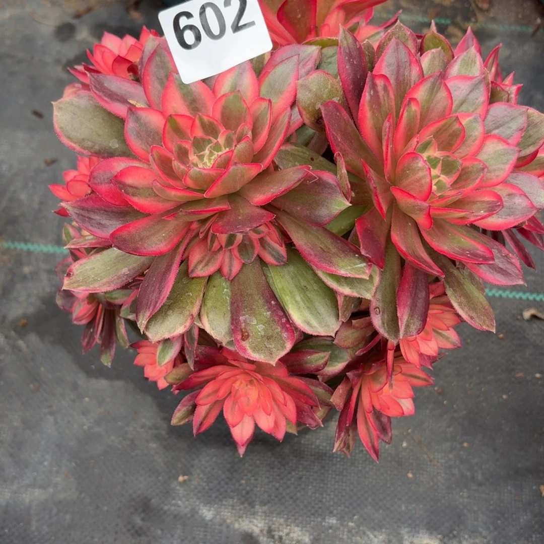 602黑膜锦多肉植物福利