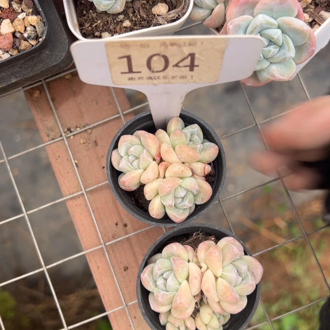 1***1104号冰玉多肉植物