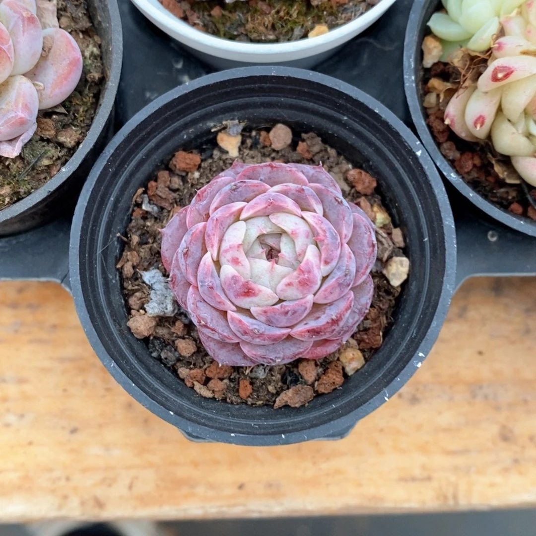 精品多肉一物一拍不包整50